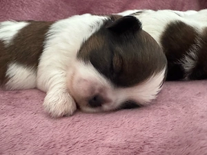 Shih-tzu Welpen
