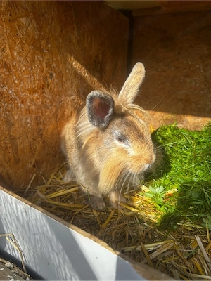 Löwenköpfchen Bock