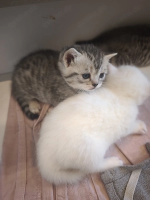 Britisch Kurzhaar Kitten 