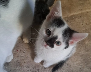 1 Katerchen sucht ein neues Zuhause!