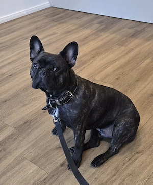 Französische Bulldogge 