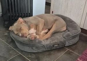 American Bully XL Hündin 