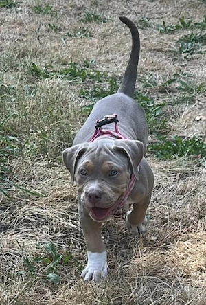 American Bully XL Hündin 
