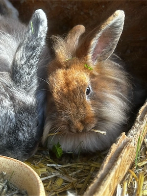 Löwenkopf Bock 