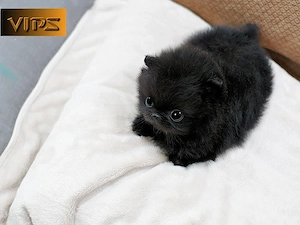 Bezaubernde Zwergspitz Pomeranian welpen