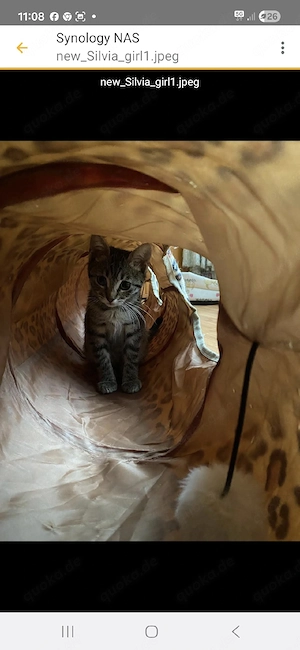 Mimi - ein kleines SonnenscheinKätzchen sucht ihr Für-immer-Zuhause 