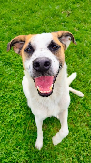 Samu - toller Hund sucht Menschen mit Herz und Verstand 