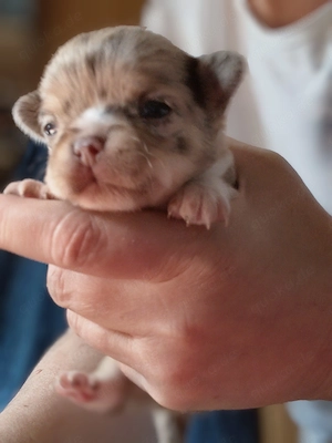 Typvolle Chihuahua Welpen. L.H 