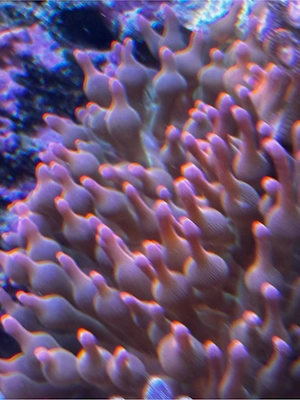Anemone Sunburst