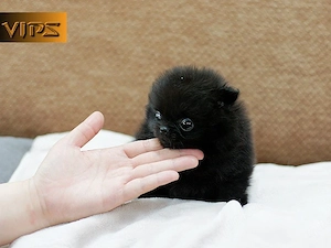Pomeranian welpen