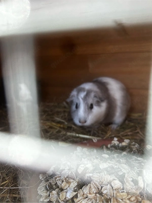 Meeschweinchen Sau 