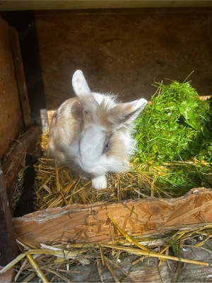 Löwenkopf Bock 