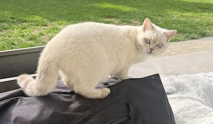  Junger, liebevoller    Blue-Point- BKH Kater sucht ein Zuhause mit Freigang