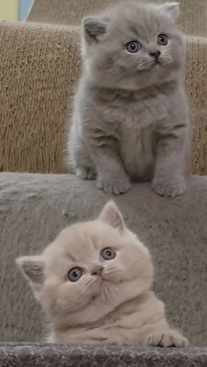 BKH Kitten Reinrassige  
