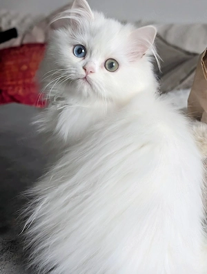 Babykatze mit zwei farbigen Augen zum Abgeben 