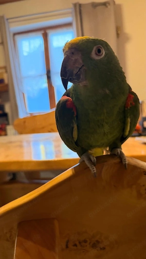 vögel papagein 