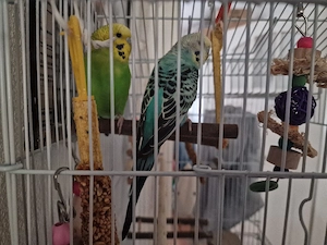 2 Wellensittiche mit Käfig (Vogel)
