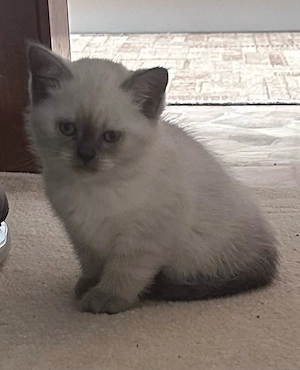 BKH kitten zu verkaufen. Geboren am 06.08.26. 