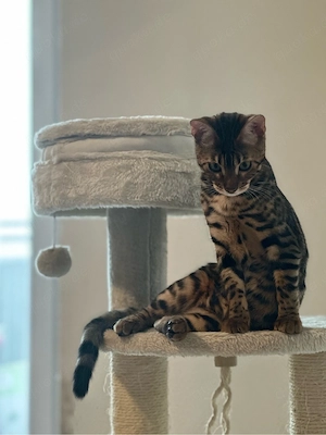 Bengalkatze in liebevolle Hände abzugeben