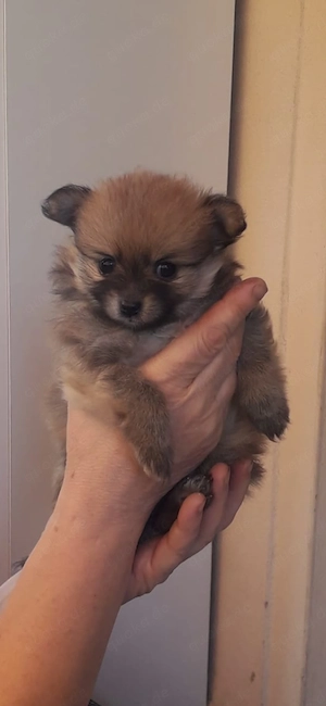 Pomchi welpen 