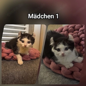 Zauberhafte Britisch langhaar mix Katzen