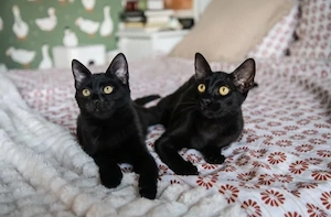 Marc & Giselle Traumhafte Mini-Panther suchen verspielte Familie