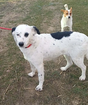 Samira, unser Punktetier :-), ca. 3 Jahre alt, Schulterhöhe ca 54 cm