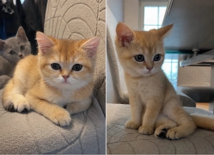 Wunderschöne BKH Kitten abholbereit !