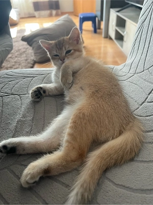 Wunderschöne BKH Kitten abholbereit !