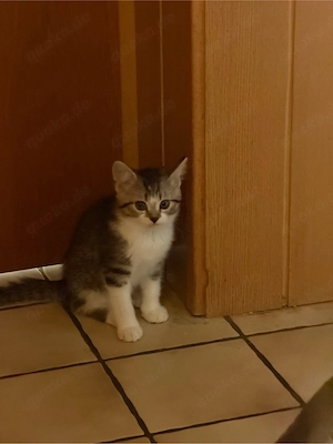 süße Katze!!!