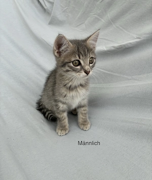 Verspielte, neugierige Kitten suchen liebevolles Zuhause 