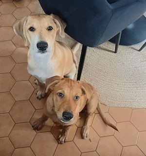 Willy, 13 Wochen, Rüde 