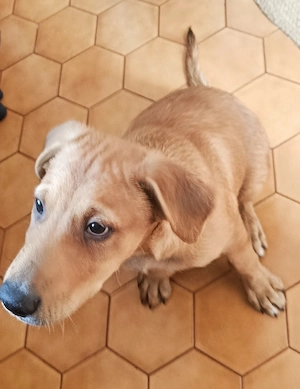 Willy, 13 Wochen, Rüde 