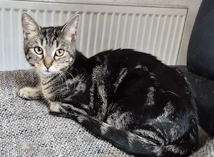 Bezauberndes Main Coon Mix Mädel 