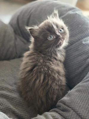 Blh Kitten