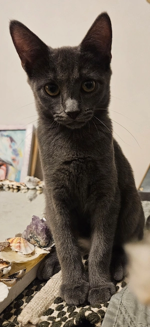 Zwei unzertrennliche Katzen-Babys suchen ein gemeinsames Zuhause!