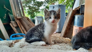 Kätzche Kitten zu verkaufen