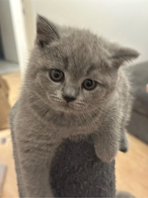 Britisch-Kurzhaar-Kitten(BKH)