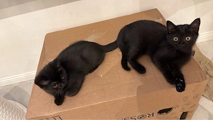 Wunderschöne BKH Kitten suchen ein Zuhause 