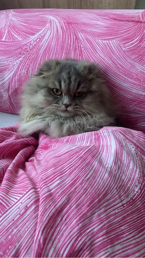 katze sucht ein neues zuhause 