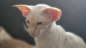Zwei Siamkitten suchen noch