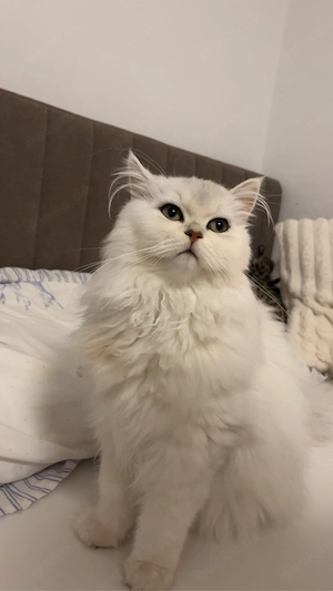 Hübsche weiße Perserdame (sucht deckkater)