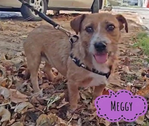 Meggy, sanfte und etwas schüchterne Dackel   Norwich Terrier Mix Hündin
