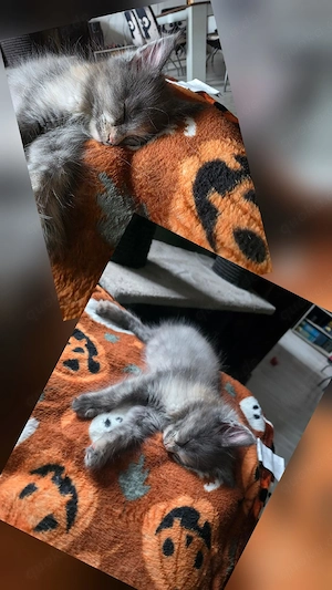 Maine Coon Kitte 