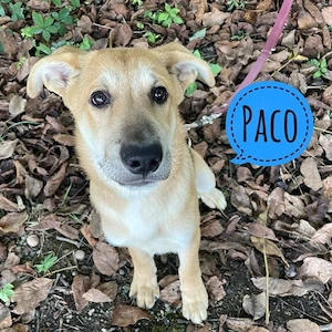 Paco, bildhübscher und freundlicher, katzenverträglicher Welpe   Junghund