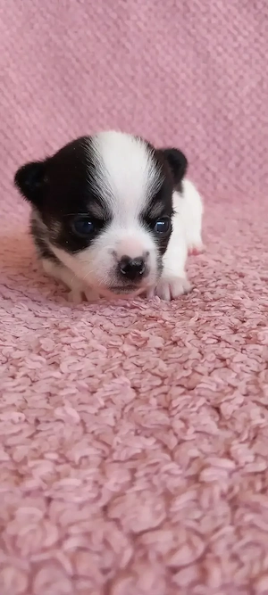 Chihuahuawelpen auf Familiensuche