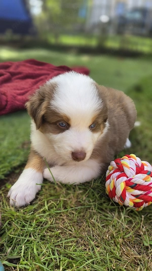 australian shepherd welpen 