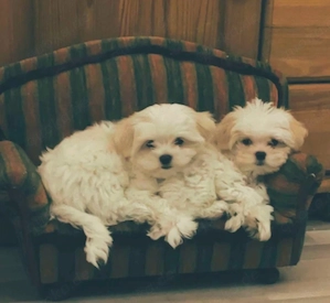 Maltipoo Welpen suchen ein Zuhause