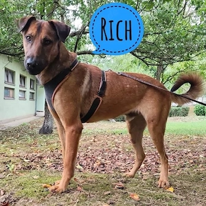Rich, bildhübscher, lieber, schlauer und aktiver Rhodesian Ridgeback Malinois Mix