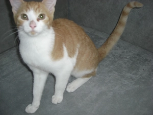 Kitten - 5 Monate alt - Wohnungsaufzucht - Katzen